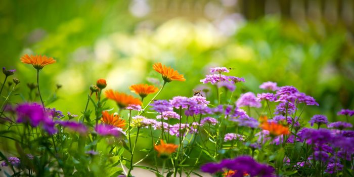 Signification des couleurs des plantes et des fleures
