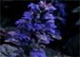 Ajuga reptans Burgundy Glow