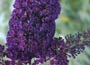 Buddleja davidii Black Knight