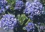 Ceanothus Concha