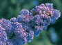 Ceanothus Puget Blue