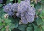 Ceanothus thyrsiflorus var. Repens