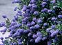 Ceanothus thyrsiflorus Skylark