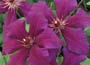 Clematis Royal Velvet