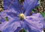 Clematis Lasurstern