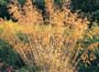 Stipa gigantea