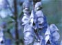 Aconitum spicatum Stainless Steel