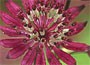 Astrantia major Claret