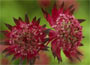 Astrantia major Hadspen Blood