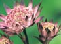 Astrantia major var. rosea