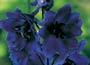 Delphinium Black Knight Group