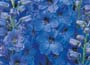 Delphinium Blue Jay