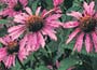 Echinacea purpurea Magnus