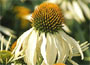 Echinacea purpurea White Swan