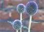 Echinops ritro Veitch's Blue