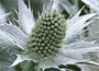 Eryngium giganteum