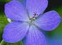 Geranium Johnson's Blue