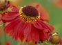 Helenium Moerheim Beauty