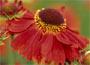 Helenium Waldtraut