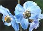 Meconopsis betonicifolia