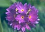 Primula denticulata Hybrids