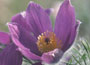 Pulsatilla vulgaris