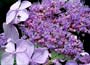 Hydrangea serrata Bluebird