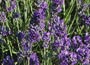 Lavandula angustifolia Munstead