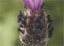 Lavandula stoechas Papillon