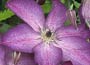 Clematis Venosa Violacea