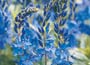 Veronica austriaca teucrium Crater Lake Blue