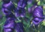 Aconitum napellus