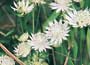 Astrantia major alba