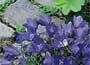 Campanula carpatica Blaue Clips