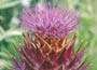 Cynara cardunculus Cardy