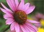 Echinacea purpurea