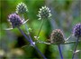 Eryngium planum Blaukappe