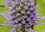 Eryngium planum