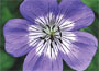 Geranium wallichianum Buxton's Variety