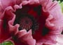 Papaver orientale Patty's Plum