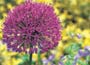 Allium hollandicum Purple Sensation