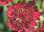 Astrantia major Ruby Wedding