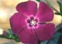 Vinca minor Atropurpurea