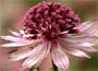 Astrantia major Roma