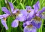 Iris sibirica Perry's Blue