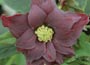 Helleborus orientalis Harvington Double Purple