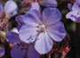 Geranium pratense Midnight Reiter