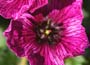 Geranium cinereum Purple Pillow