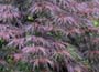 Acer palmatum var. dissectum Crimson Queen