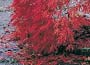 Acer palmatum var. dissectum Atropurpureum Group